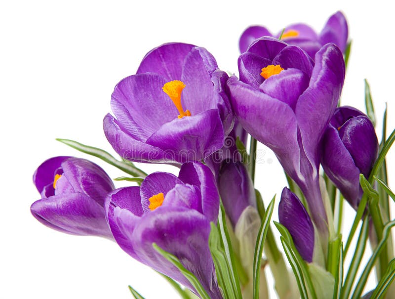 31,217 Purple Crocus Background Stock Photos - Free & Royalty-Free ...