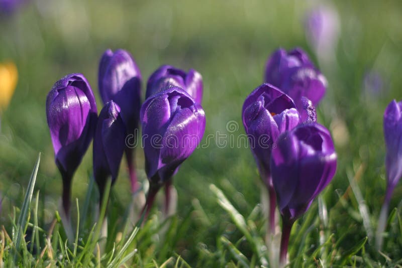 Purple crocuses in early spring