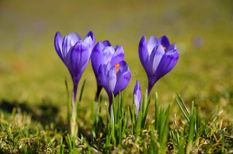 Purple crocuses in spring day