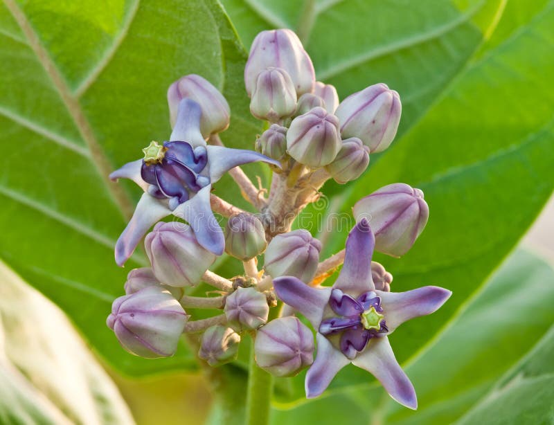 Purple crown flower stock image. Image of bloom, bouquet 43618423