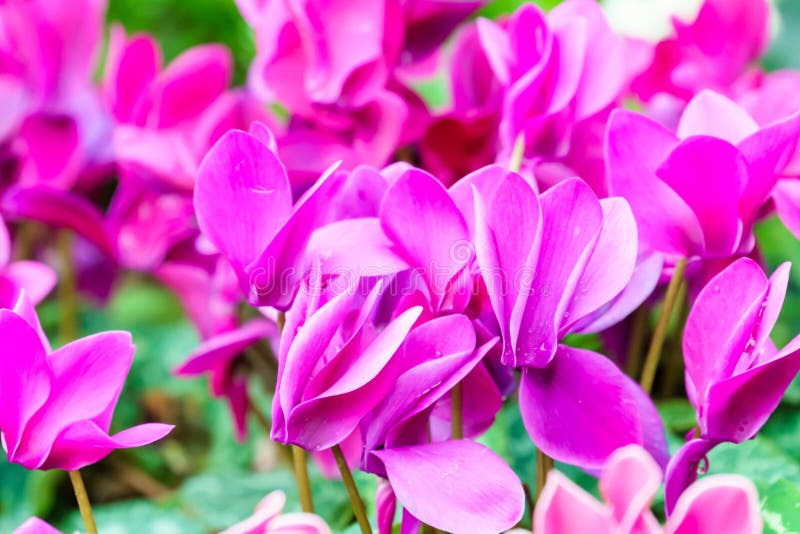 Purple Cyclamen Flower in Garden Stock Image Image of garden