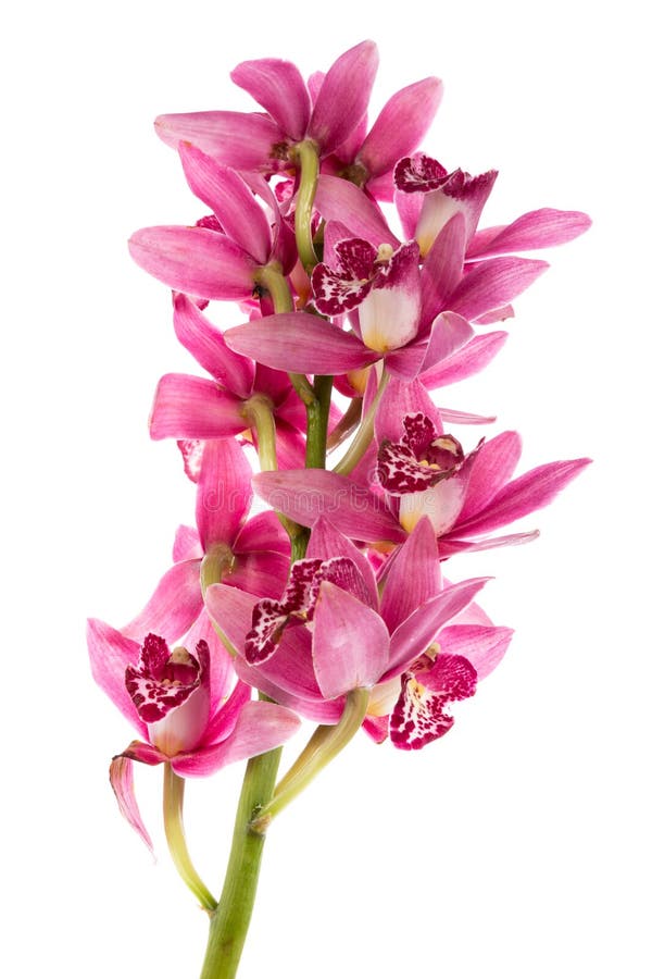 Purple Cymbidium Isolated on a Gray Background Stock Image - Image of