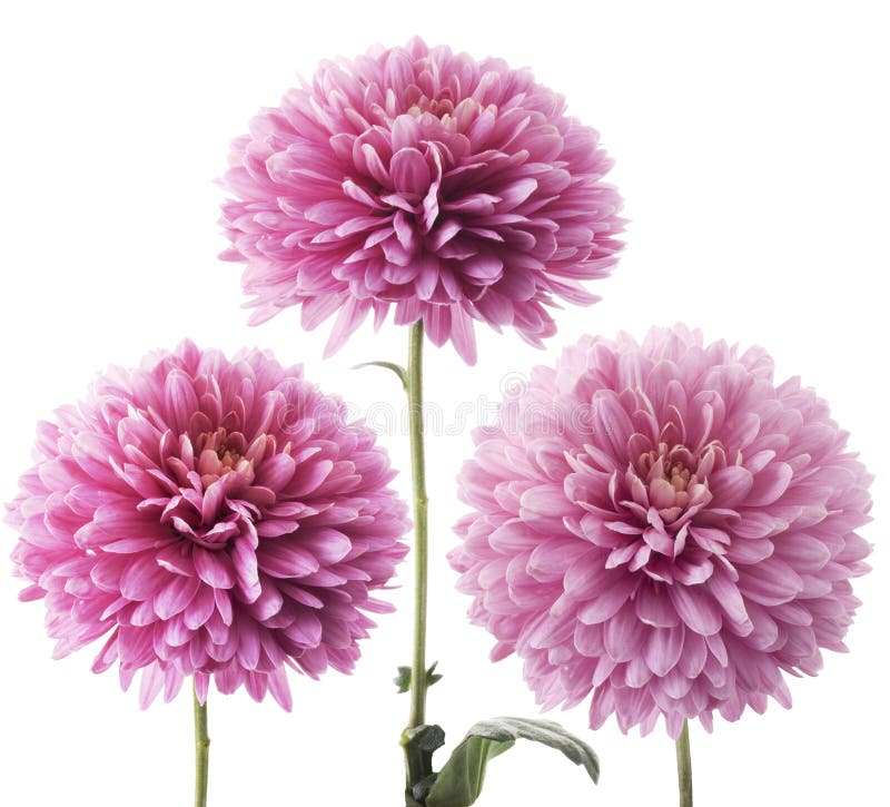 Purple dahlia stock image. Image of petal, flora, bright 6635047