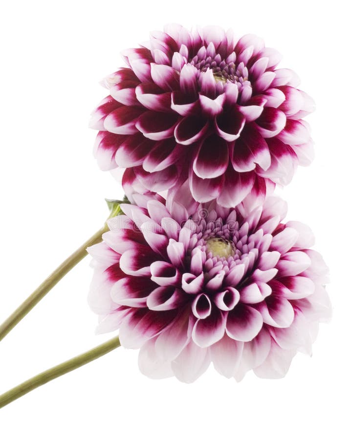 Purple dahlia stock image. Image of petal, flora, bright 6635047