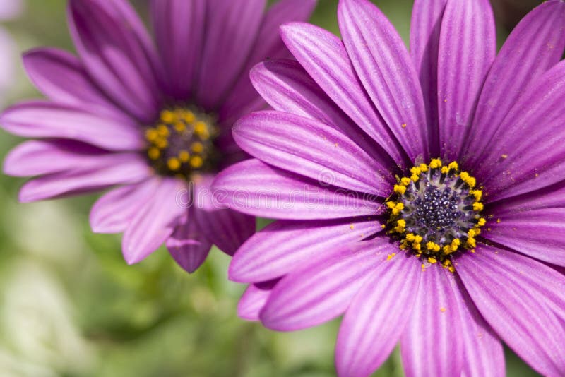 Purple Daisies stock photo. Image of flower, plant, aster 25712740