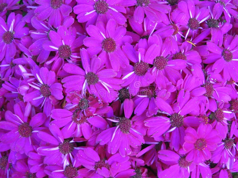 Purple Daisies