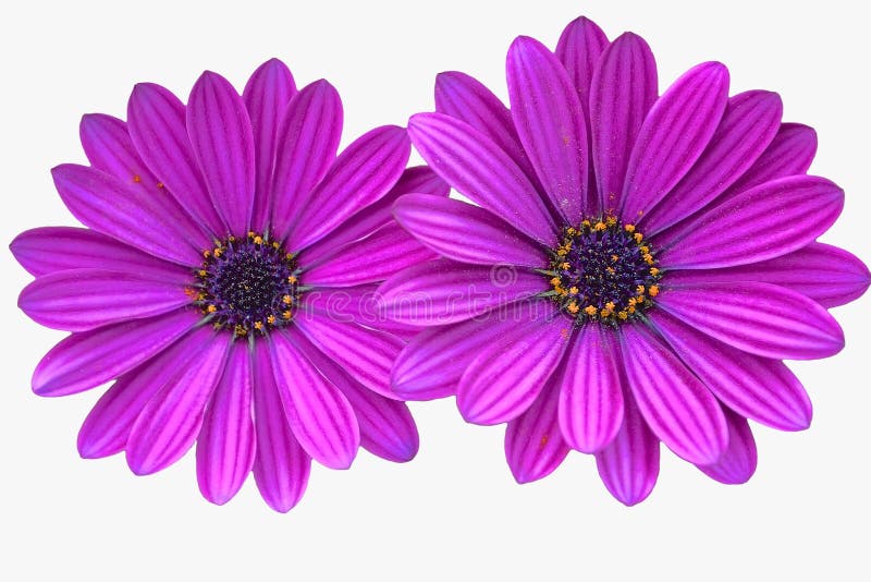 Purple daisies