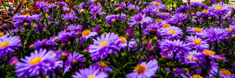 Purple daisies in the garden