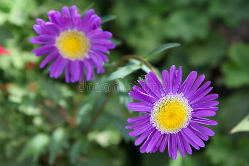 Purple Daisies Stock Image Image Of Daisy Flora Daisies 43671119