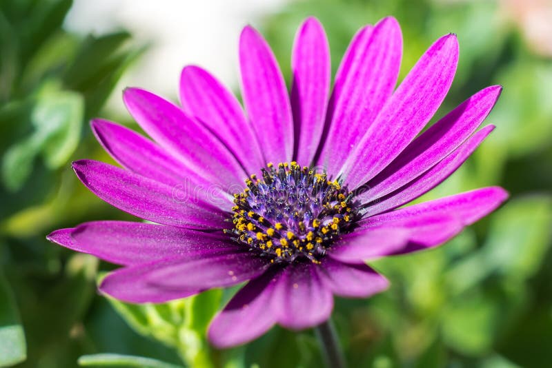 Purple daisy flower stock image. Image of amber, anther 66997413