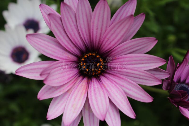 Purple daisy flower close up royalty free stock images Purple daisy flower close up royalty free stock images