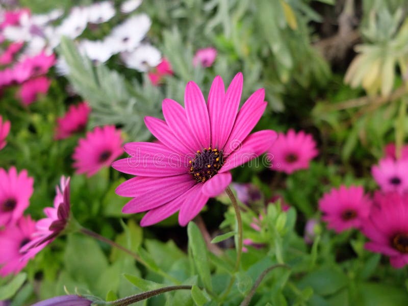 Purple Daisy. stock image. Image of daisy, flower, purple 52780565