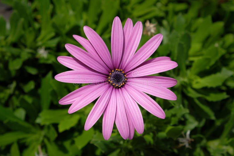 Purple daisy flower stock photo. Image of plant, grow 81675512