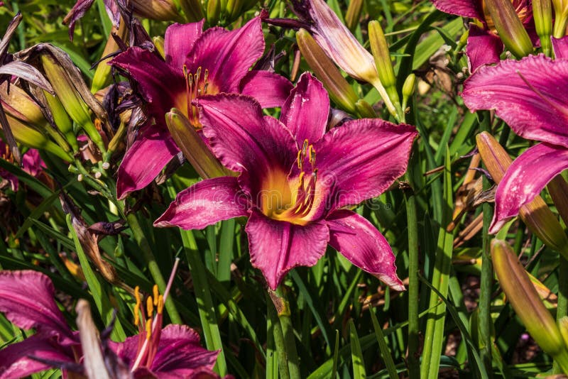 A  purple daylily or day lily close up