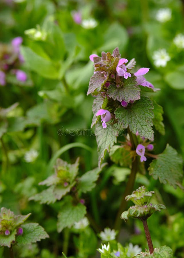 Purple Dead Nettle stock photo. Image of stamen, wildflower 215275060