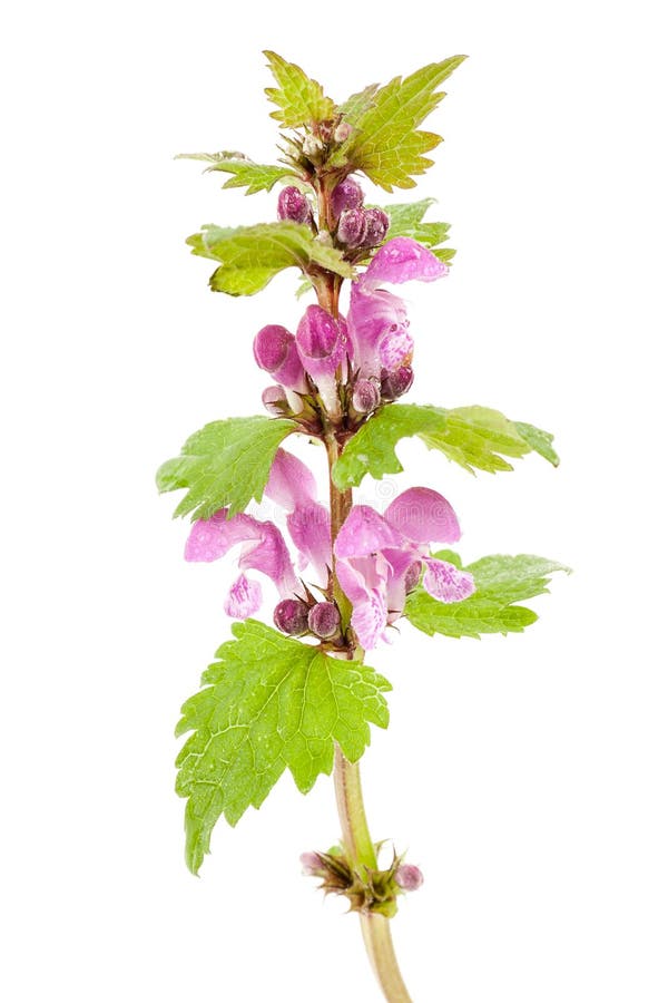 Purple Dead-nettle