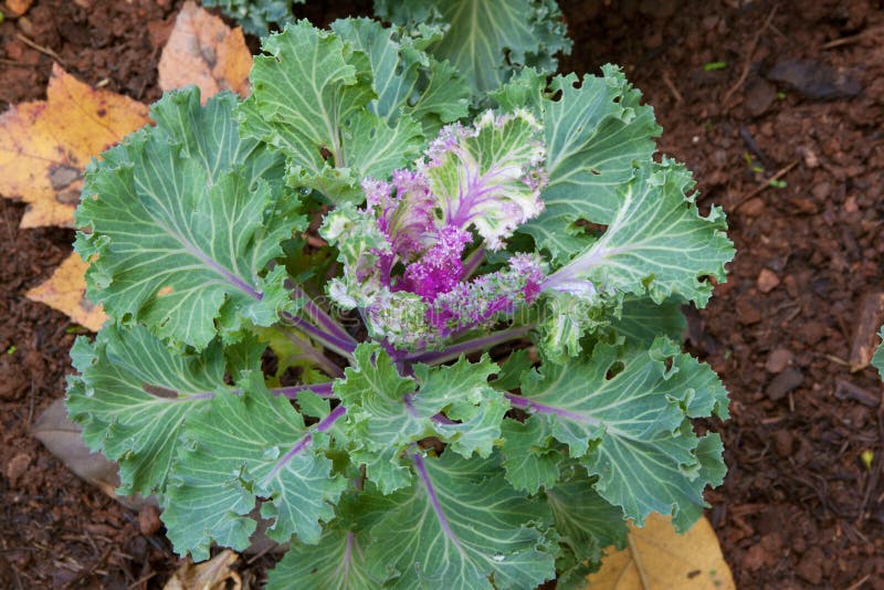 Purple Decorative Cabbage in a Garden Stock Image Image of closeup