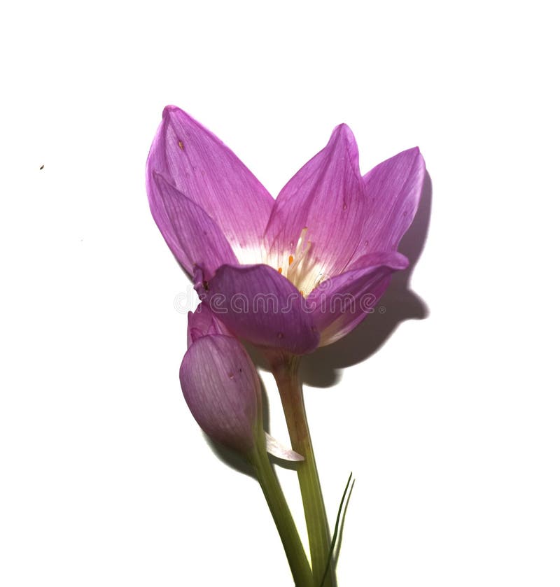 Purple delicate flower isolated on white background. stock photography Purple delicate flower isolated on white background. stock photography