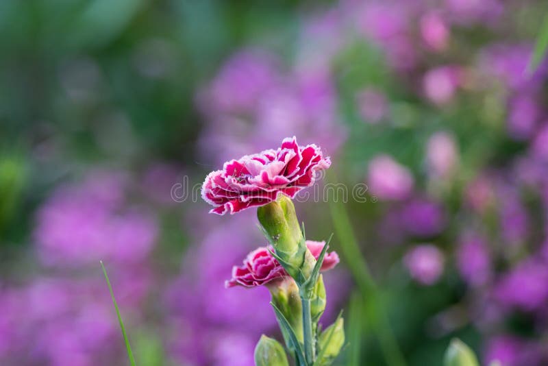 Purple Dianthus caryophyllus Flowers on Sunset on Spring in the Garden