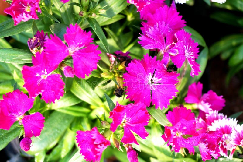 Purple Dianthus flower Dianthus chinensis or Rainbow Pink. Nature of colorful flowers in tropical natural field