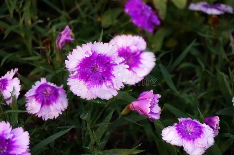 Purple Dianthus flower Dianthus chinensis or Rainbow Pink. Nature of colorful flowers in tropical natural field