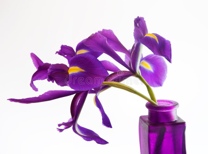 Purple Dutch irises in vase on white