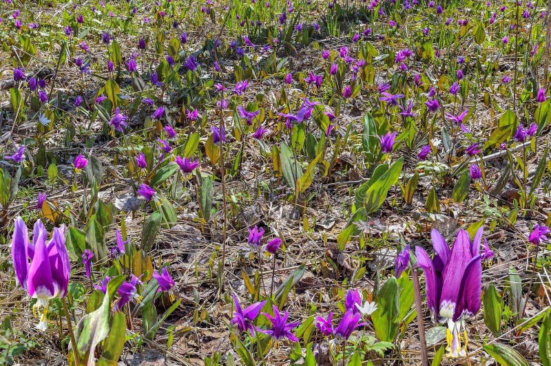 Purple early spring wild flowers Erythronium sibiricum on forest glade