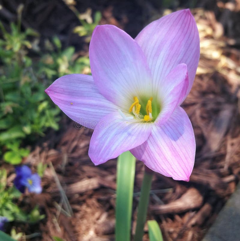 Purple easter lily stock image. Image of petals, purple 72447299