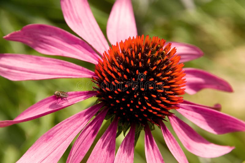 Purple Echinacea