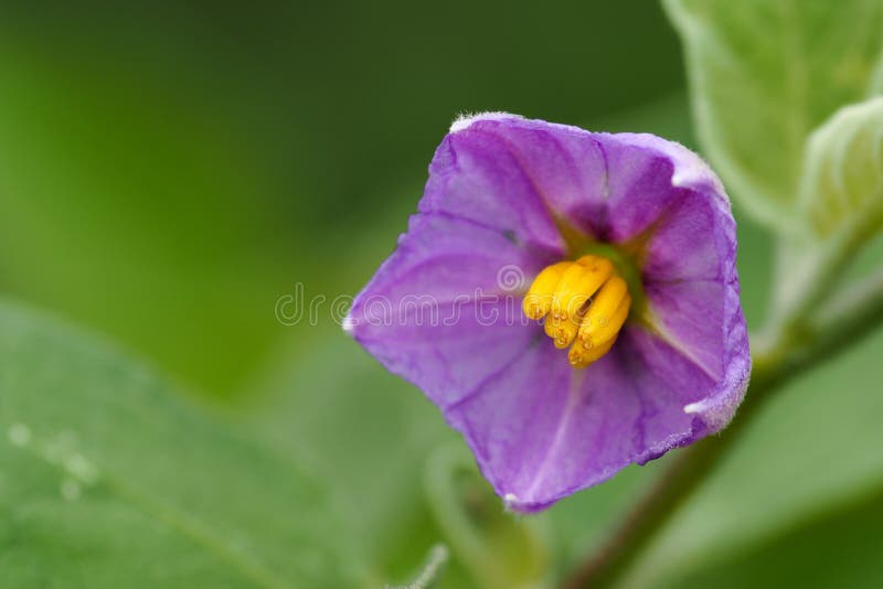 Purple eggplant flowers stock photo. Image of nature 77650768