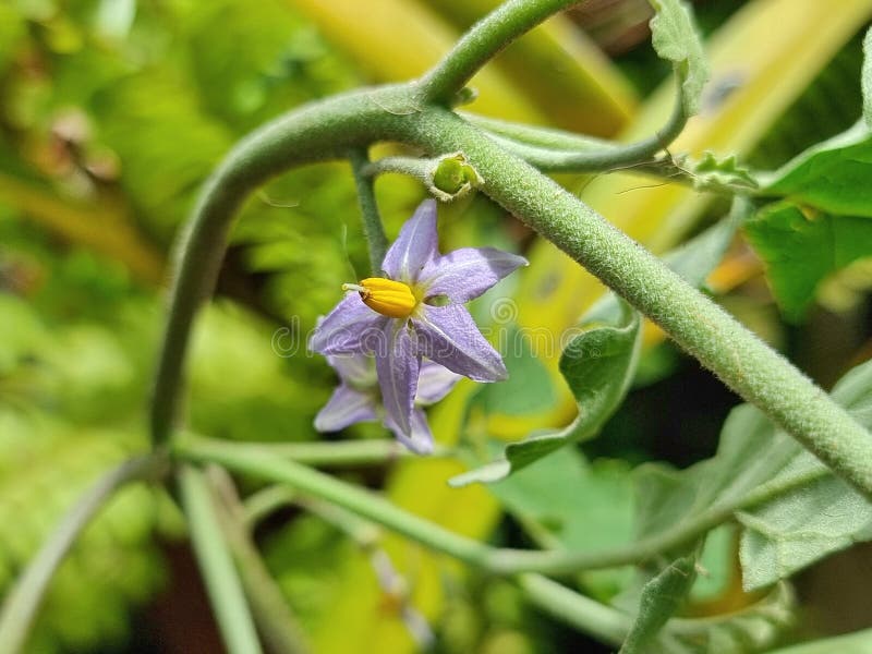 Purple Eggplant Flowers and Yellow Stamens Stock Image Image of