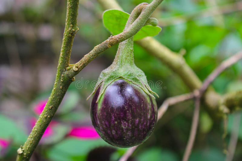 Púrpura berenjena sobre el un árbol en el jardín, sobre el planta verduras en patio trasero jardín.