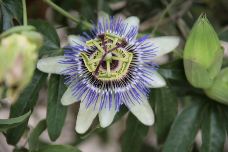 76,275 Purple Exotic Flower Stock Photos Free & RoyaltyFree Stock