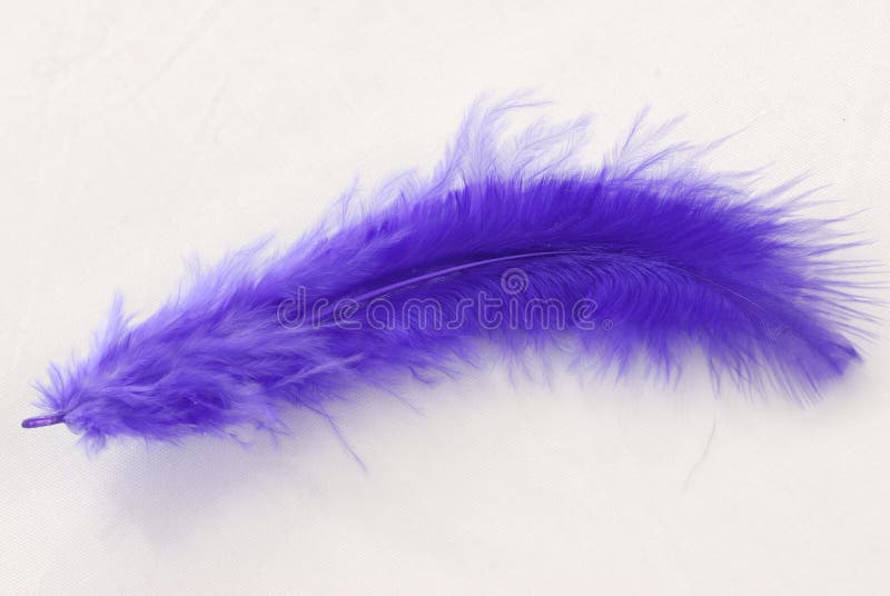 Purple feather