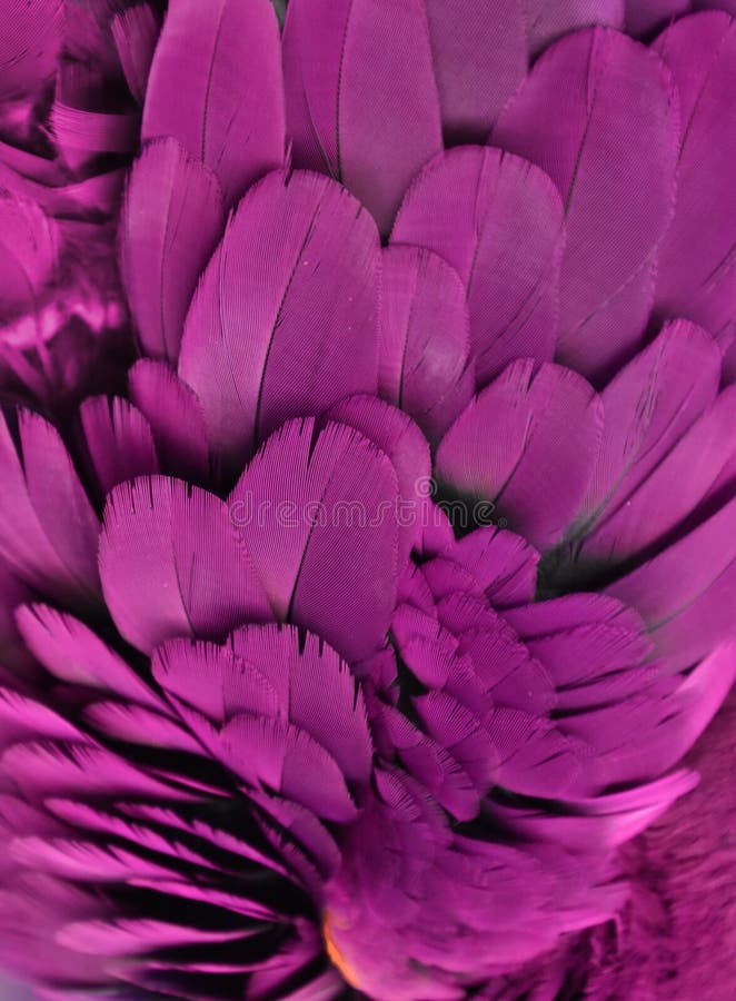 Purple Feathers stock image. Image of macro, macaw, bird 95315641