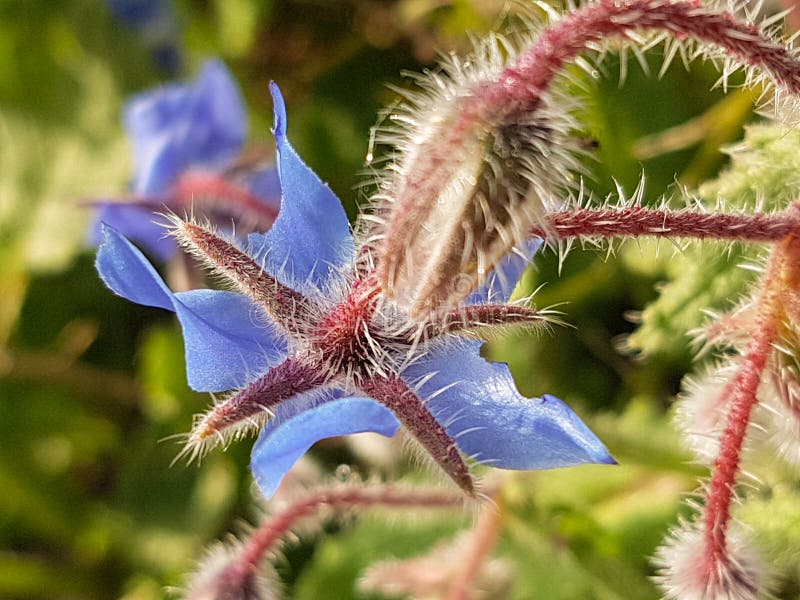 Hairy stem stock photo. Image of hairy, leave, soil, thick 93112460