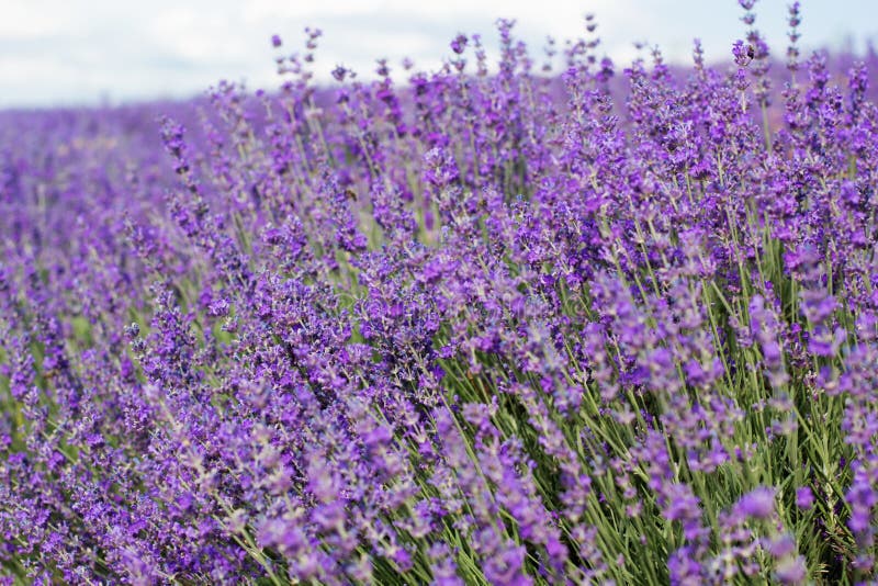 Purple Field of Lavender Flowers Stock Photo Image of blossom, green