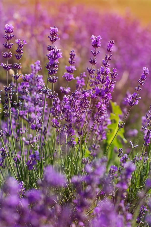 Purple Fields Of Lavender Flowers Sunset Stock Photo Image Of French