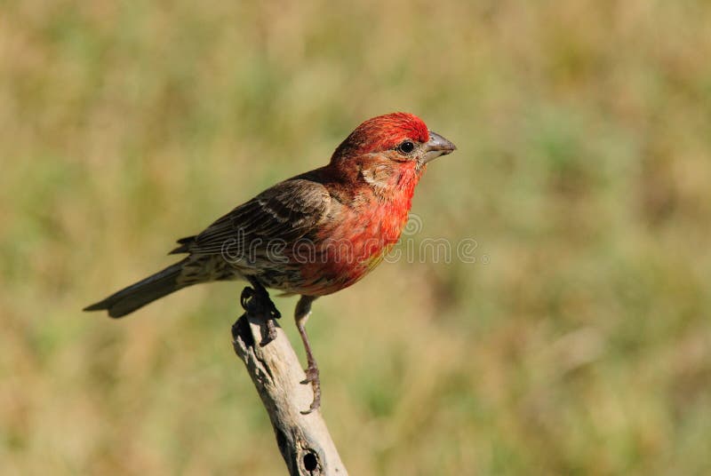 Purple finch stock photo Purple finch stock photo