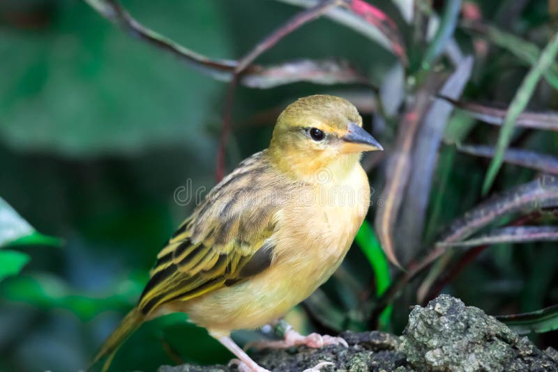 Purple Finch Haemorhous purpureus stock photography Purple Finch Haemorhous purpureus stock photography