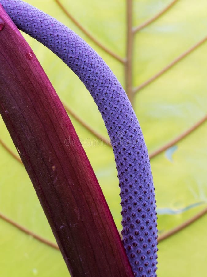 purple flamingo plant purple flamingo plant
