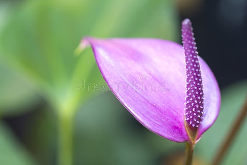 purple flamingo plant purple flamingo plant