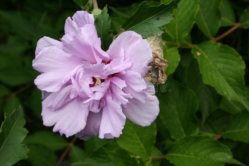 Purple flower