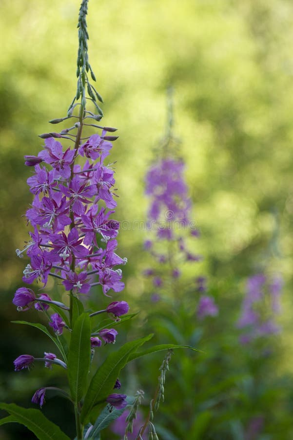 Purple flower