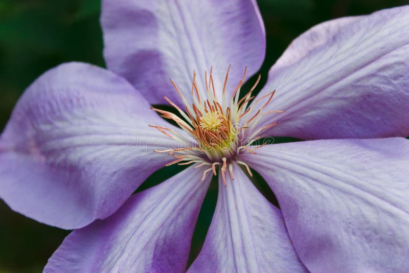 Purple flower