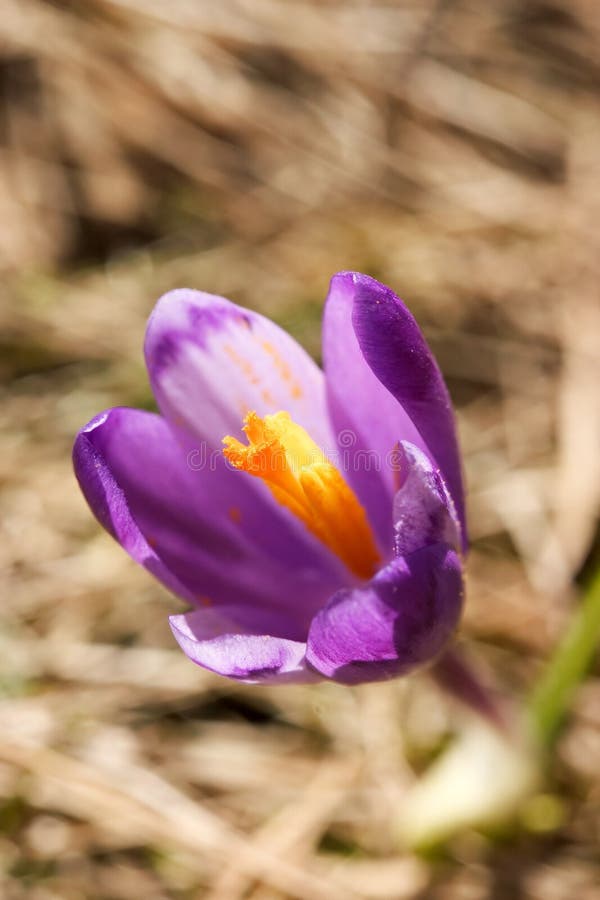 Purple Flower