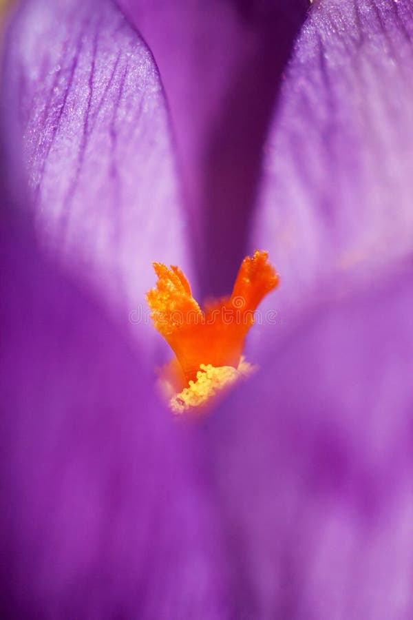 Purple Flower