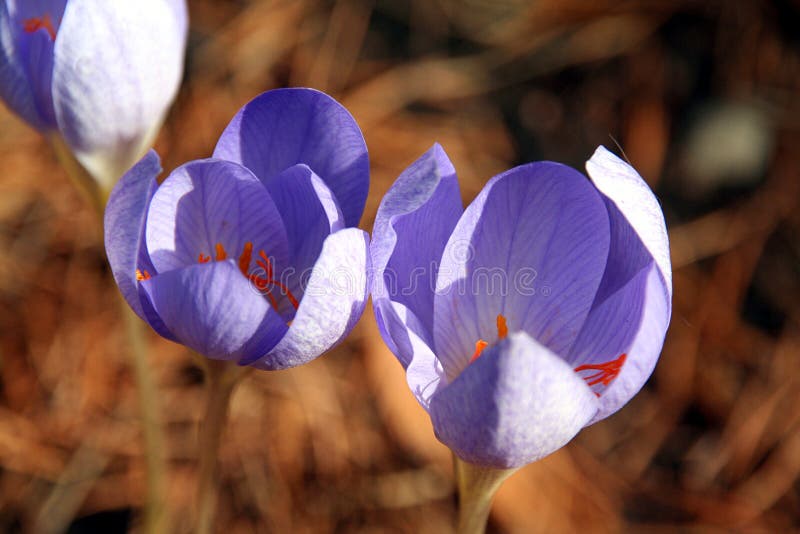 Purple flower royalty free stock photography Purple flower royalty free stock photography
