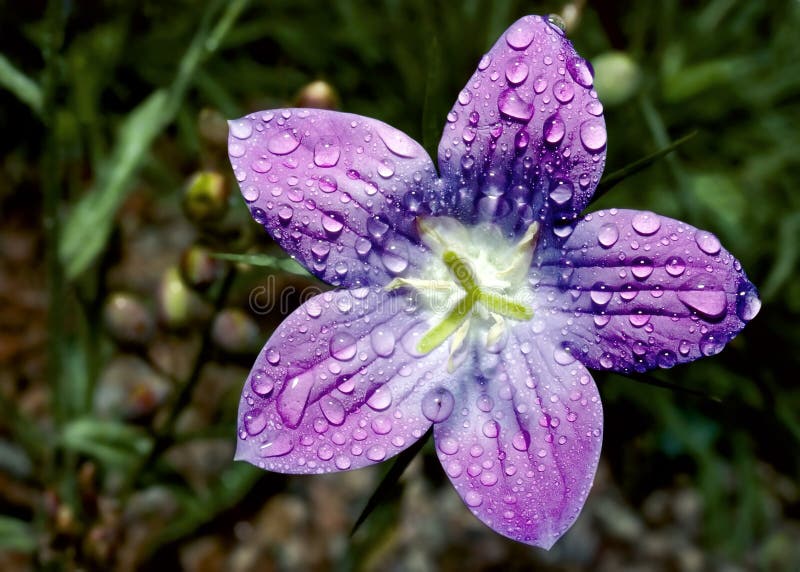 Close-up krásne fialový kvet s kvapky rosy.