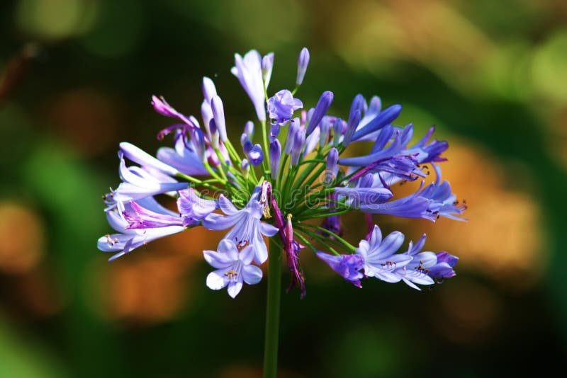 Purple flower against green foliage